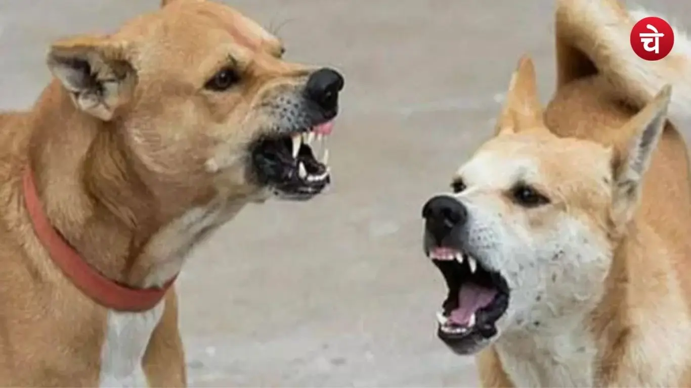 14 pilgrims, including children, injured in a dog attack at Ramghat in Chitrakoot